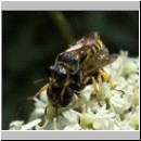 Ectemnius lituratus - Grabwespe 04 Paarung.jpg